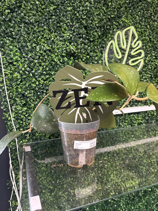 Hoya noID (#462889042)