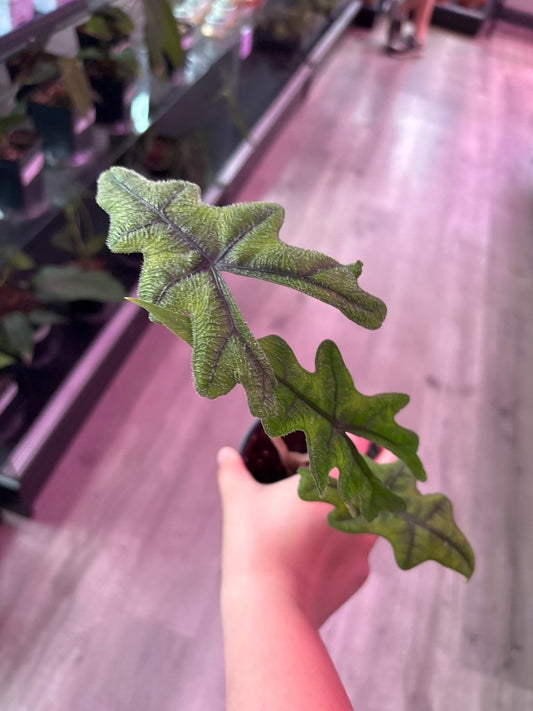 Alocasia jacklyn (#436856310)