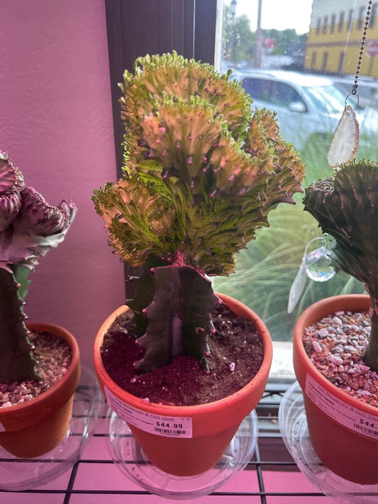 Euphorbia lactea 'Mermaid Tail variegated' (#4293807208)