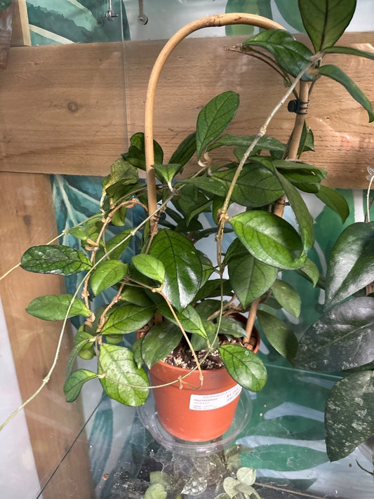 Hoya hainanensis (#432865097)