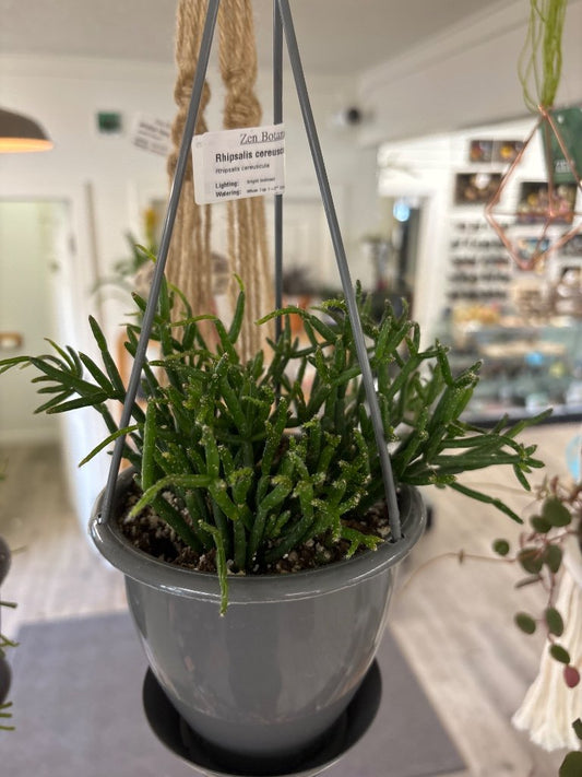 Rhipsalis cereuscula (#868008654)