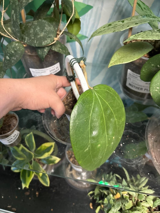 Hoya Glabra (#179557398)
