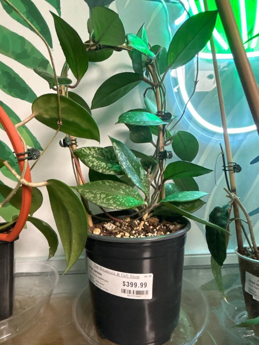 Hoya carnosa 'dappled grey' (#864339887)