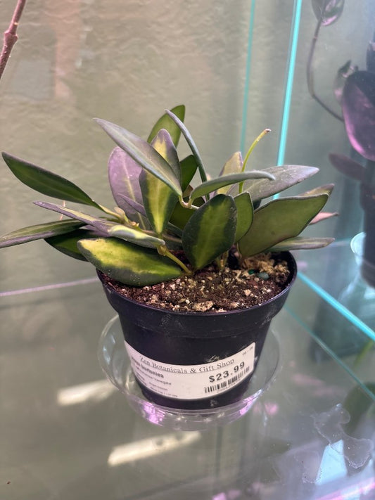 Hoya burtoniea 'Variegata' (#298423479)