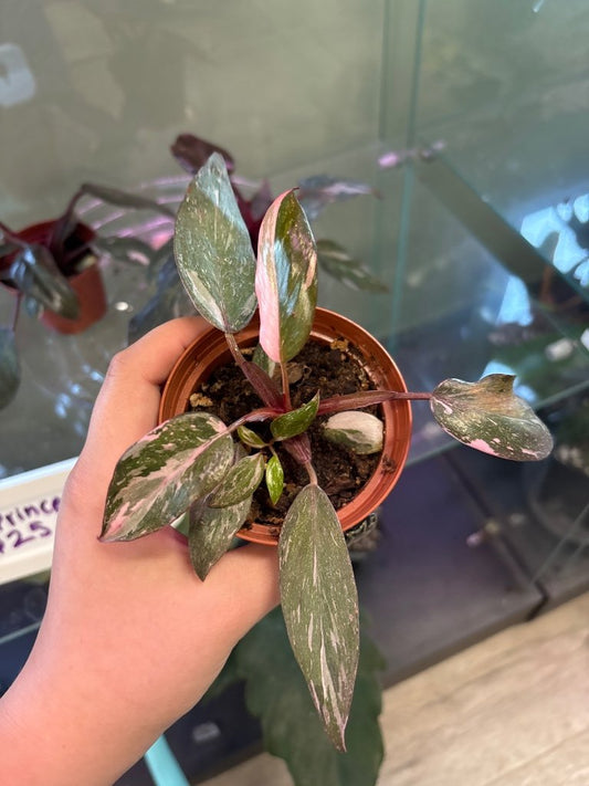 Philodendron erubescens 'Pink Princess Marble' (#573392878)