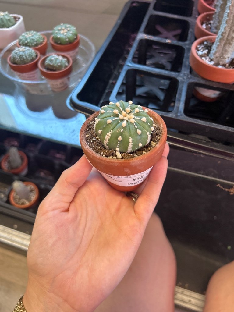 Astrophytum asterias 'Super Kabuto' (#524871800)