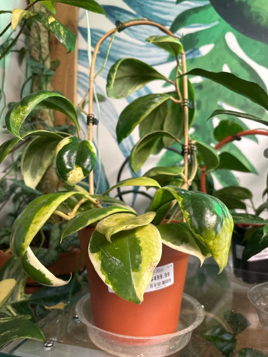 Hoya incrassata 'eclipse' (#680901102)