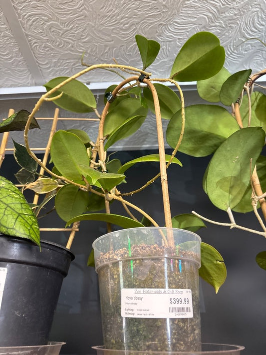 Hoya dossy (#246090485)