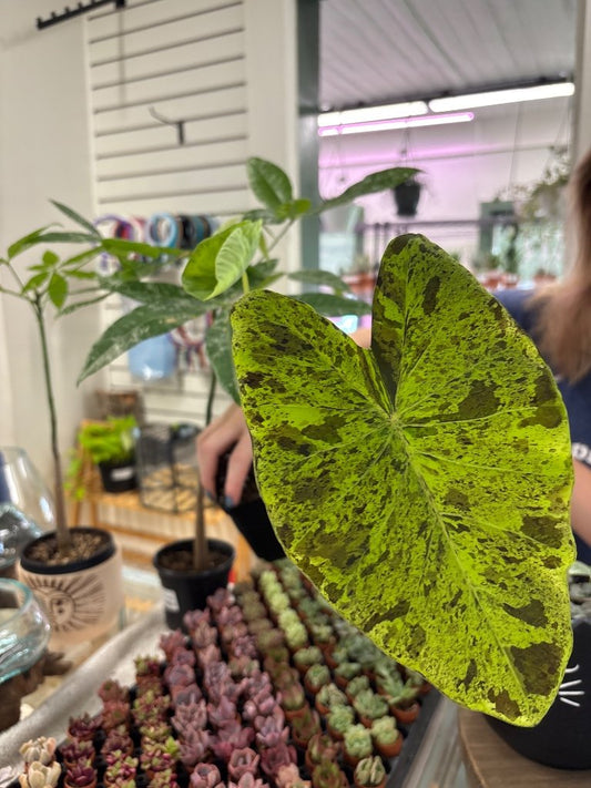 Colocasia Mojito (#291422142)