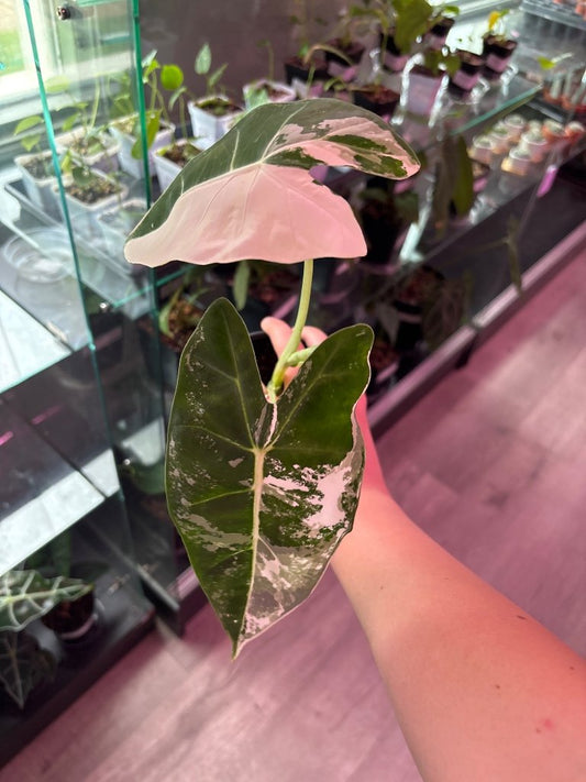 Alocasia Frydek 'variegated' (#258164296)