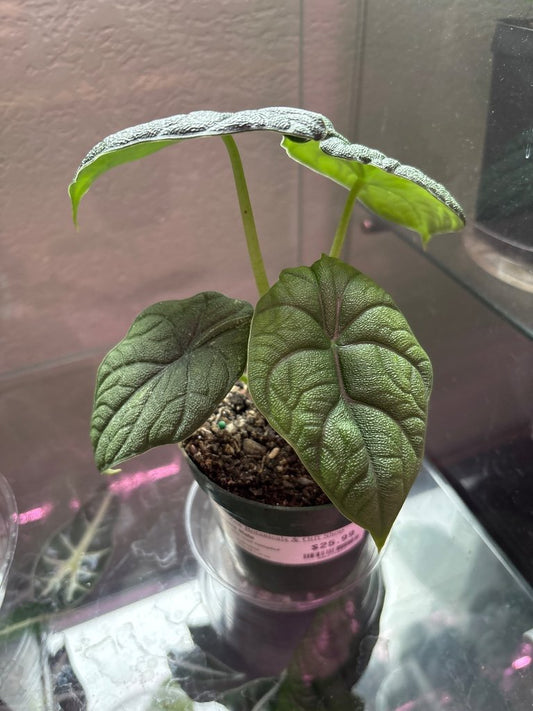 Alocasia Melo 'Sport Variegated' (#986274637)