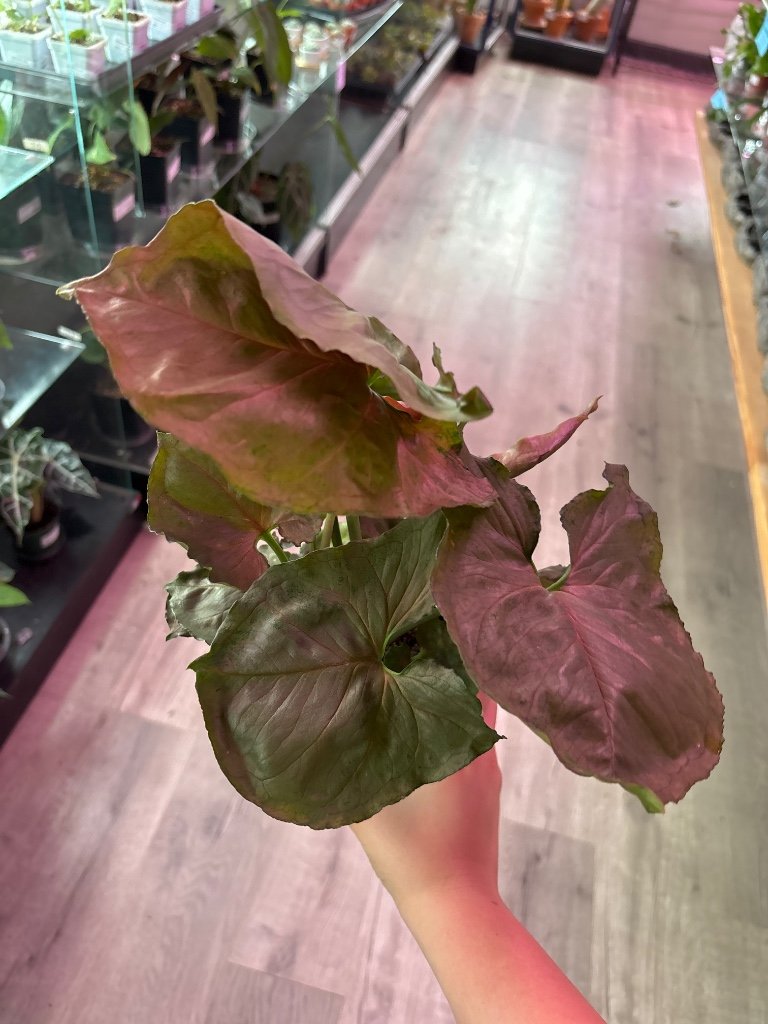 Syngonium strawberry ice (#792067944)