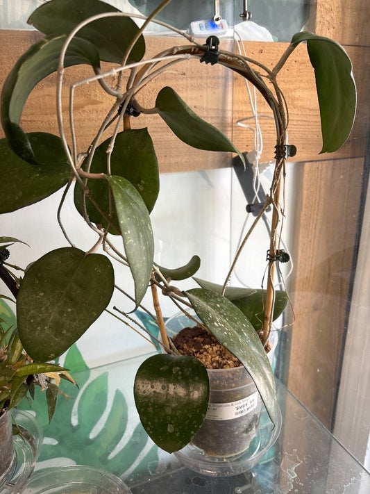 Hoya KSB-01 (#436055116)