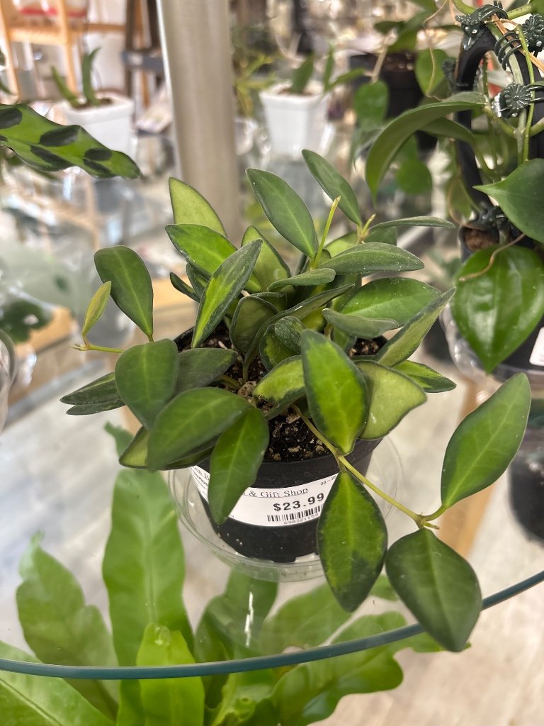 Hoya burtoniea 'Variegata' (#690321159)