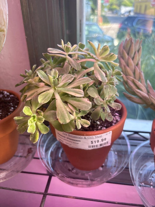Aeonium arborescens 'suncup' (#448513619)