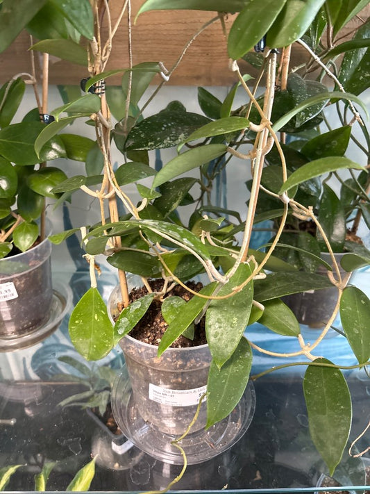 Hoya NR-01 (#594220166)