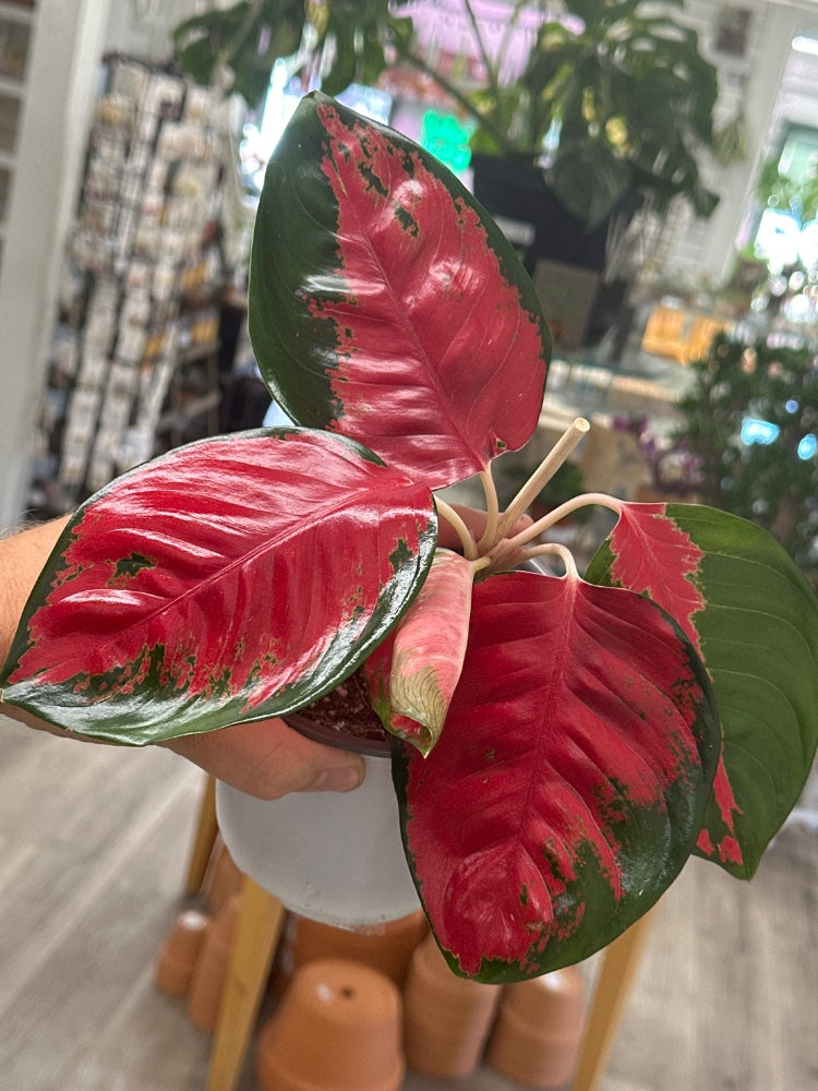 Aglaonema spp. 'Suksom Jaipong' (#013616739365)