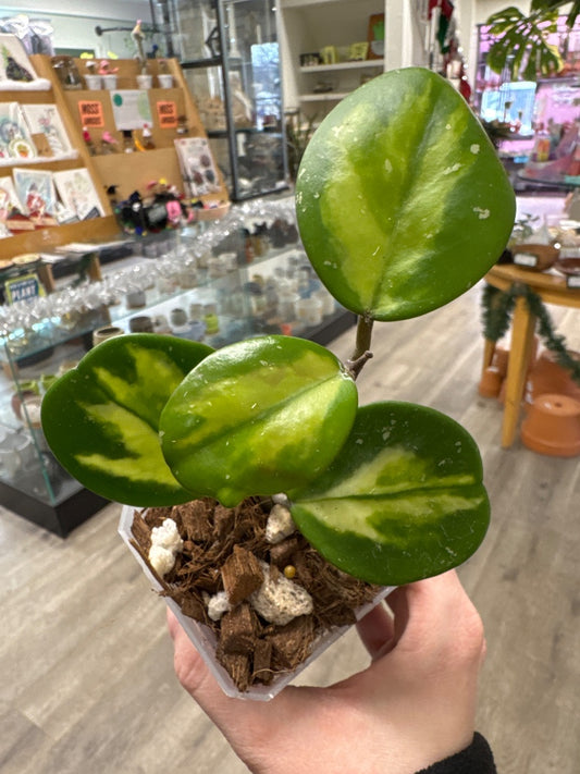 Hoya obovata 'Variegated' (#845324917558)