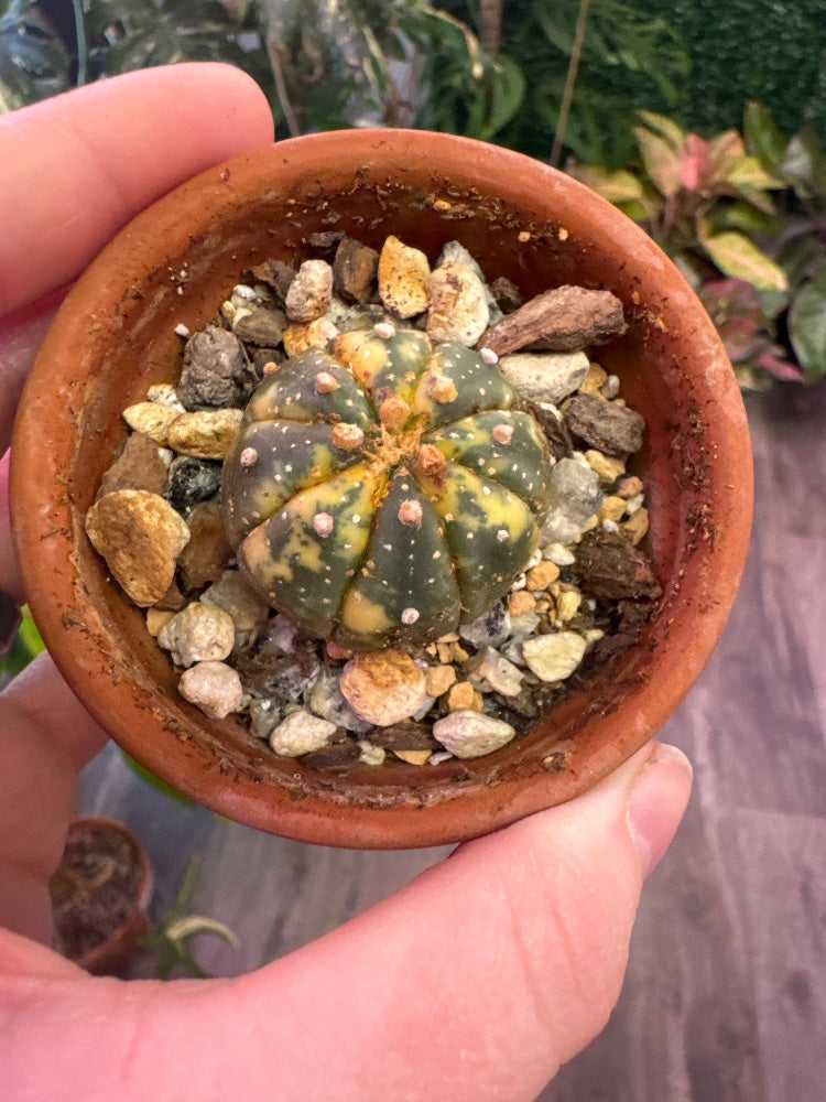 Astrophytum asteria 'Varie' (#760654887657)