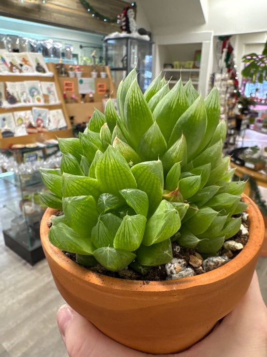 Haworthia cooperi obtusa (#328106735285)