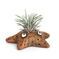 Asters Star Fish Blobhouse Planter