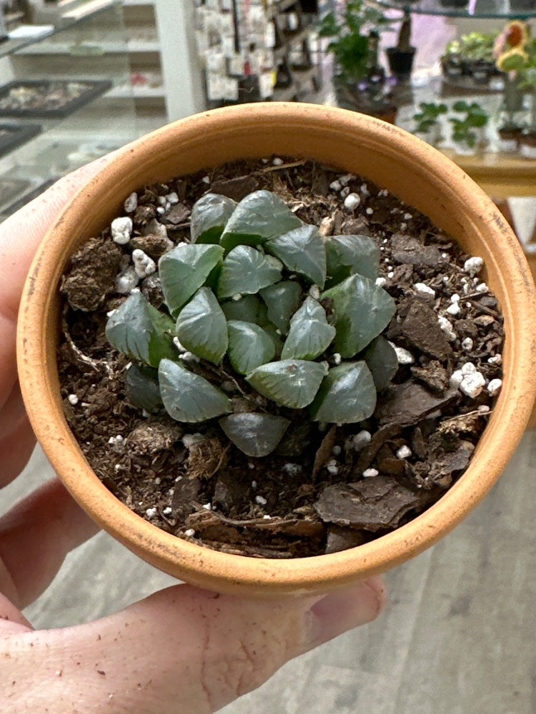 Haworthia cv. 'Kuroomado' (#871711462192)