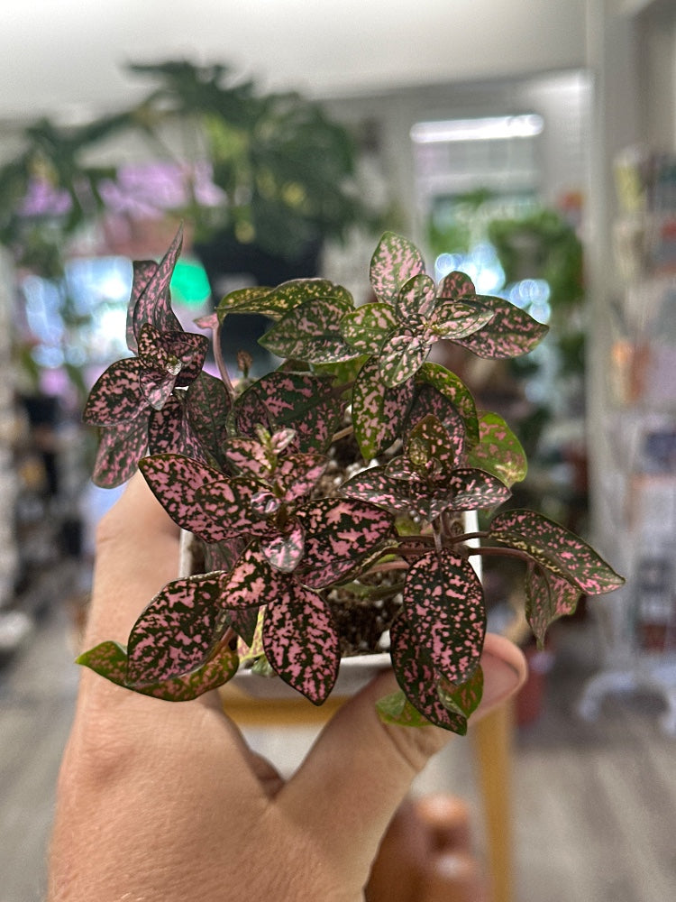 Hypoestes phyllostachya 'Polka Dot Plant' (#026846554193)