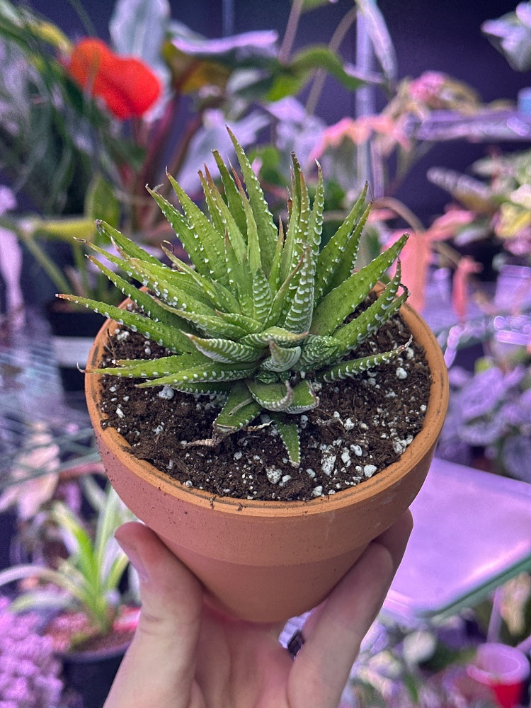 Haworthia fasciata 'Variegated' (#367039298281)