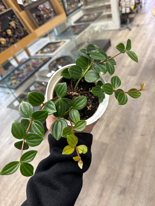 Peperomia angula 'Raydiance' (#927120873293)