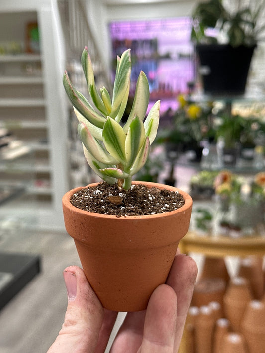 Crassula ovata 'Variegated Jade' (#980377485415)