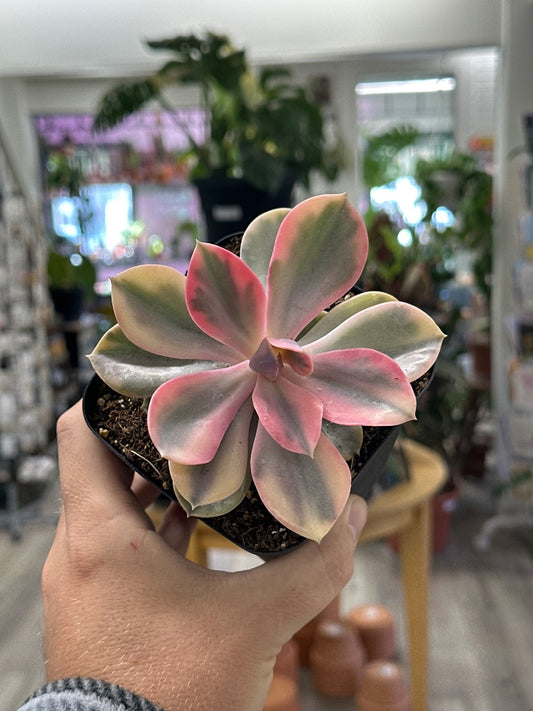 Echeveria cv. 'Rainbow' (#397452041120)