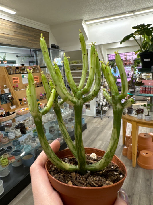 Euphorbia tirucalli 'Sticks on Fire Variegated' (#160046221008)