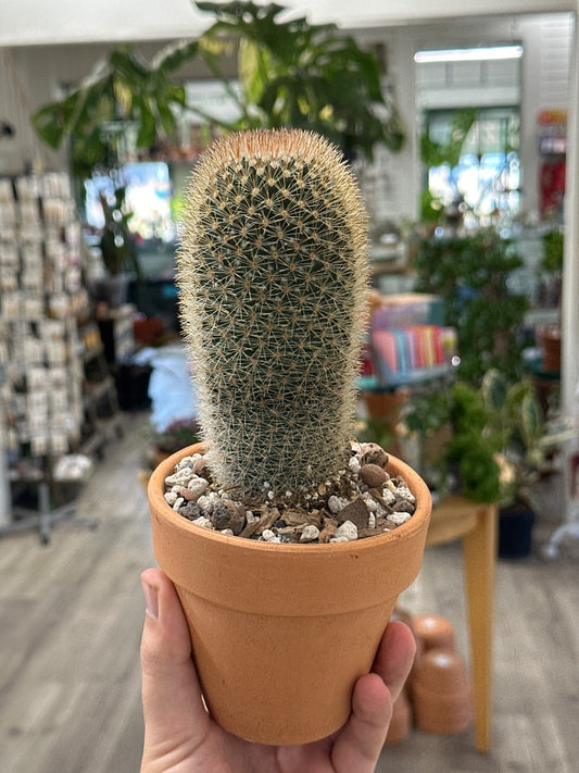 Mammilaria pilcayensis (#031637983826)