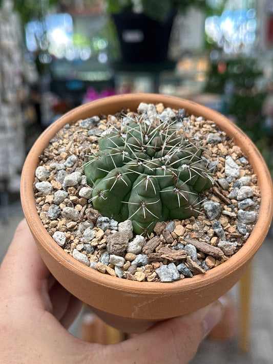 Gymnocalycium baldianum (#720672689030)