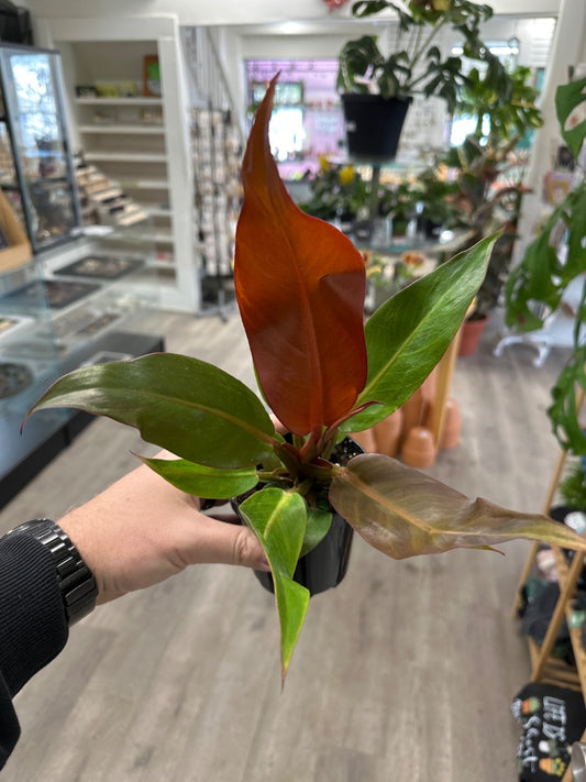 Philodendron cv. 'Red Sun ' (#810256804010)