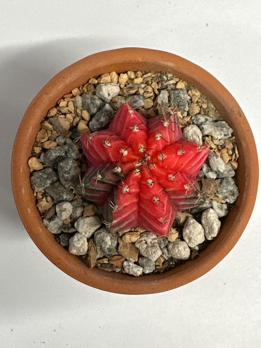 Gymnocalycium mihanovichii 'Hybrid' (#382162087803)