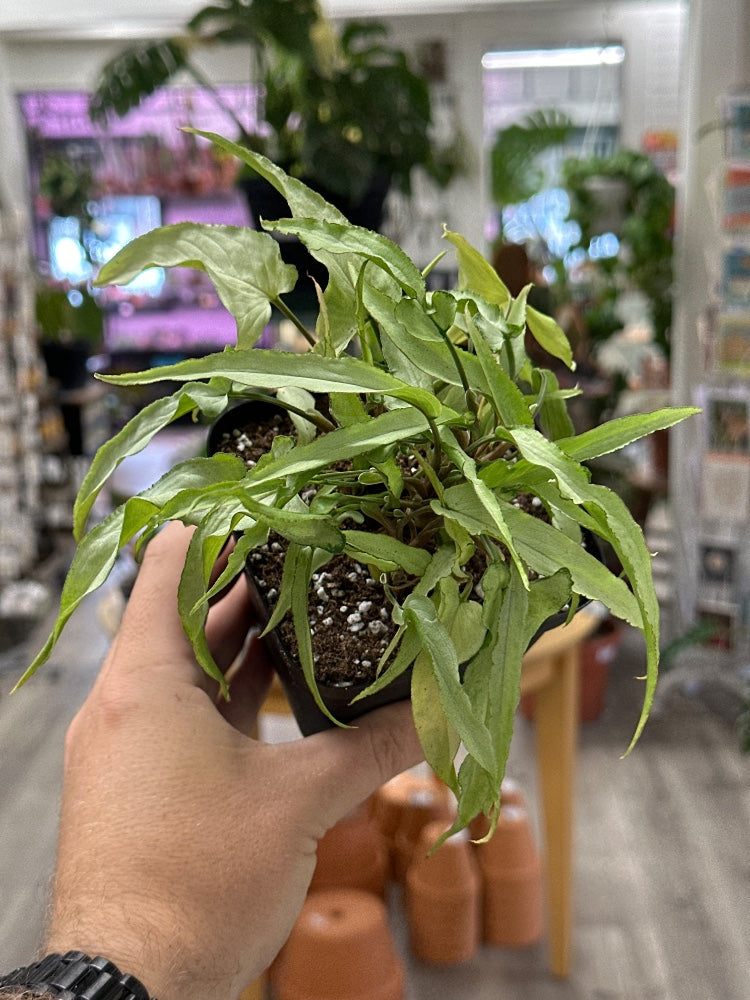 Syngonium cv. 'Narrow Form' (#989847543822)