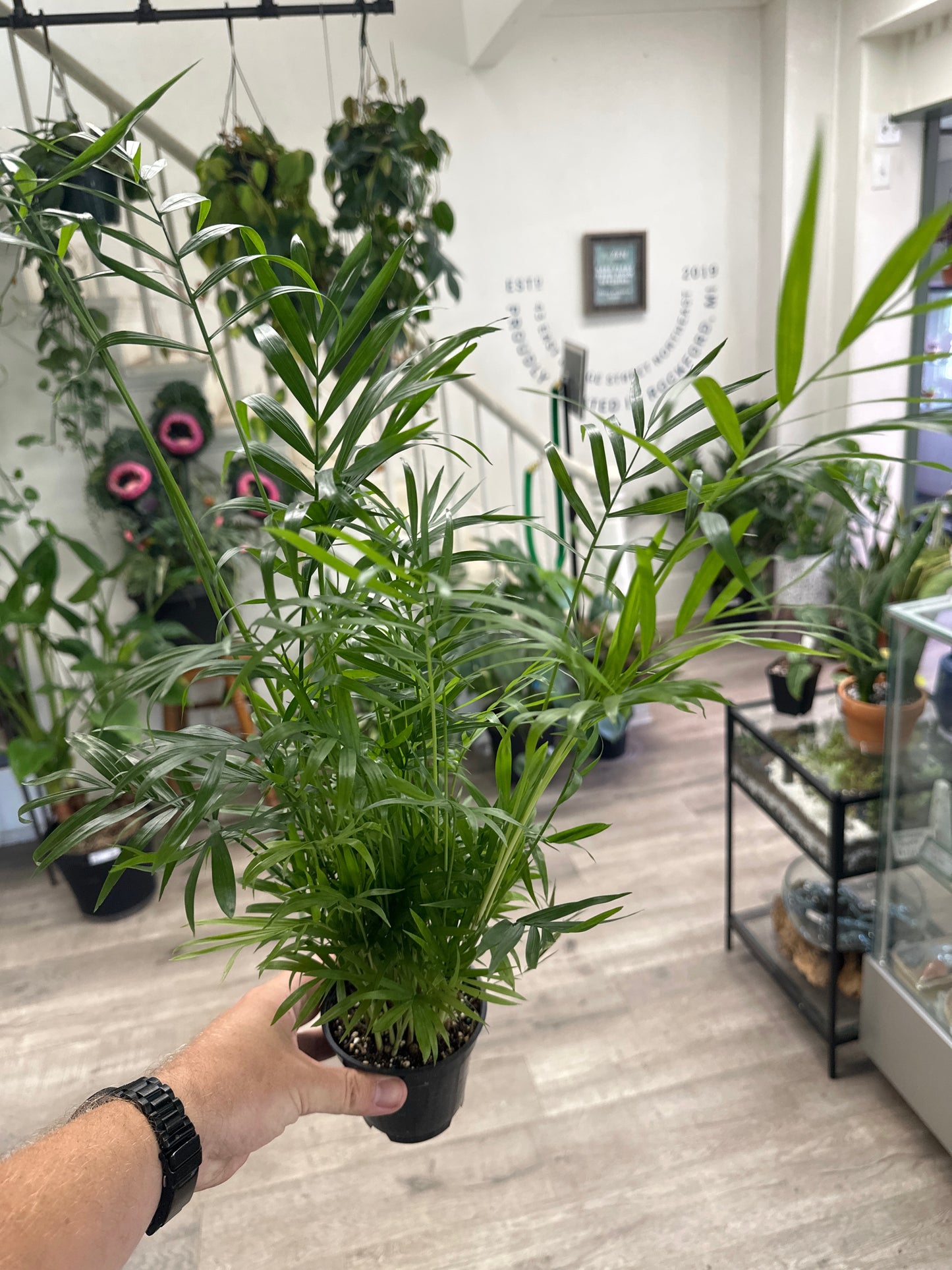 Chamaedorea elegans 'Bella Palm' (#820365434)