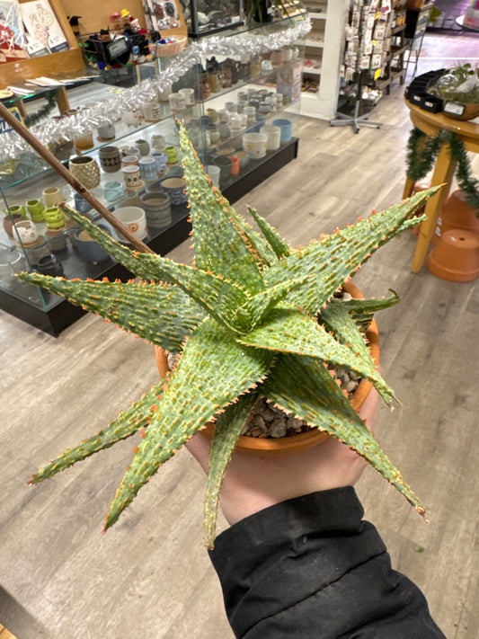 Aloe cv. 'Marmalade' (#969502386673)