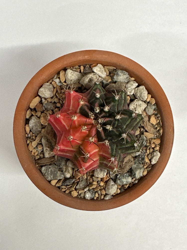 Gymnocalycium mihanovichii 'Hybrid' (#313090668486)