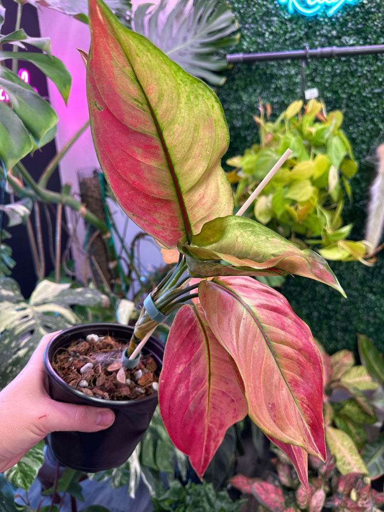 Aglaonema cv. 'Prakaiphet' (#688534113849)