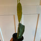 Opuntia Cv. 'Variegated' (#719036552)