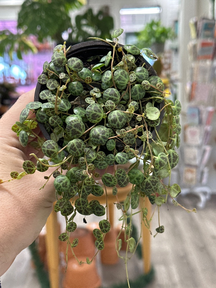 Peperomia prostrata 'String of Turtles' (#094300967091)