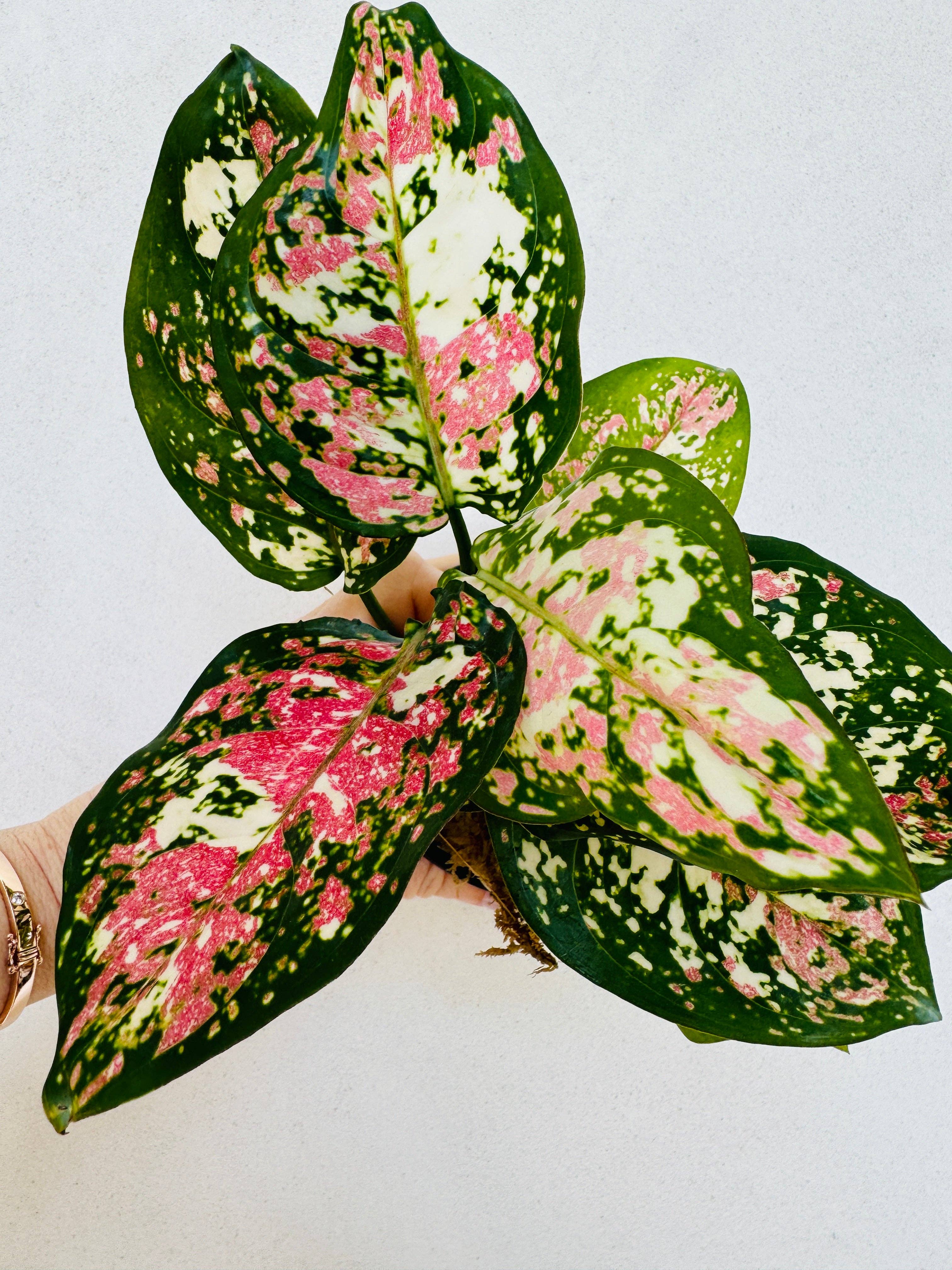 Aglaonema Tricolor Anyamanee - Thumbnail 5