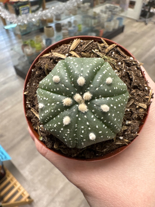 Astrophytum asteria (#007973409016)