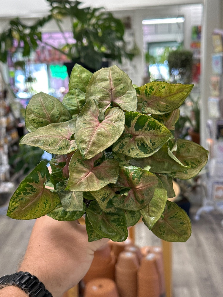 Syngonium podophyllum 'Christmas' (#708165425635)