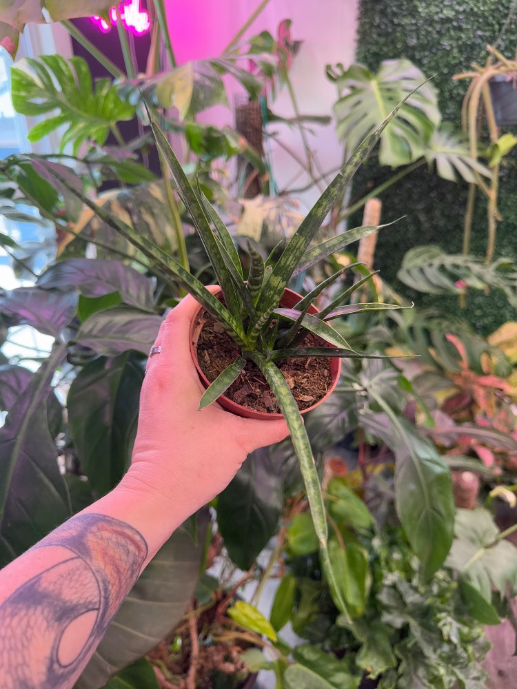 Sansevieria Bacularis mikado (#262694630125)