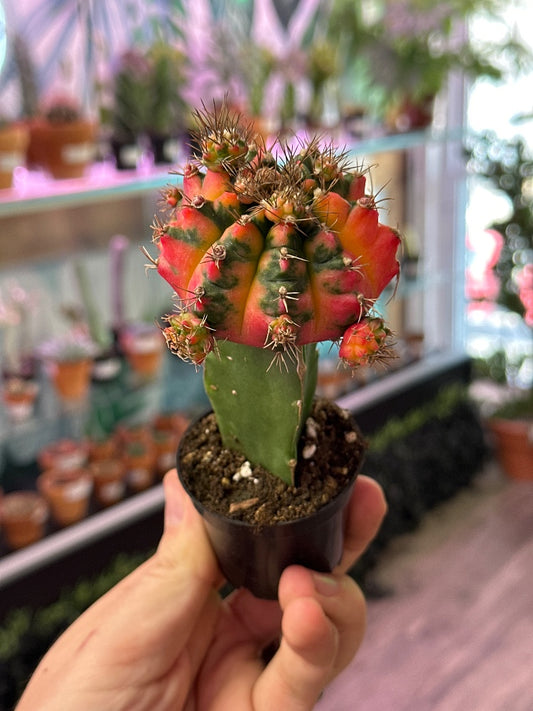 Gymnocalycium mihanovichii 'Moon Cactus Multi Color' (#261100346577)