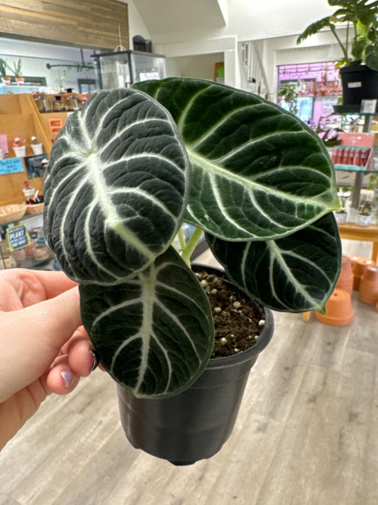 Alocasia reginula 'Ninja' (#549403743191)