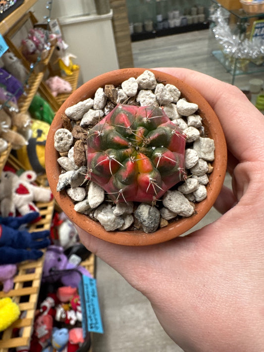 Gymnocalycium mihanovichii 'Hybrid' (#666449412377)